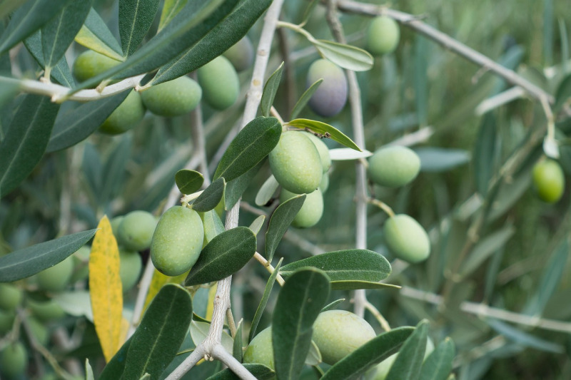 olive tree branch remembrance